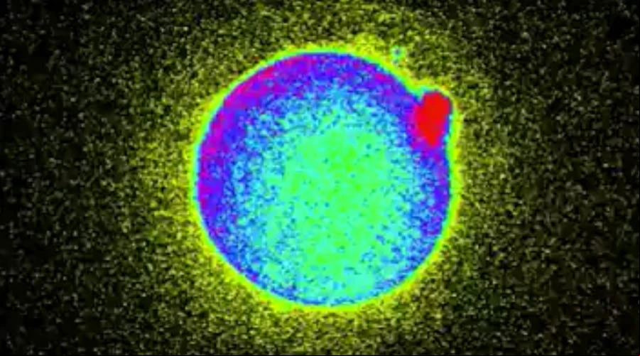 Foto: Captura de video / Northwestern University.?w=200&h=150